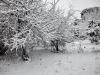 appelbomen in de sneeuw